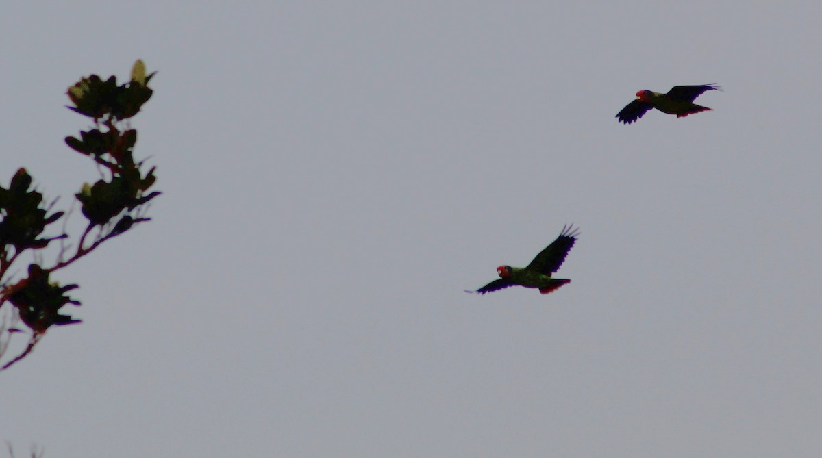 Red-tailed Amazon - ML635343113