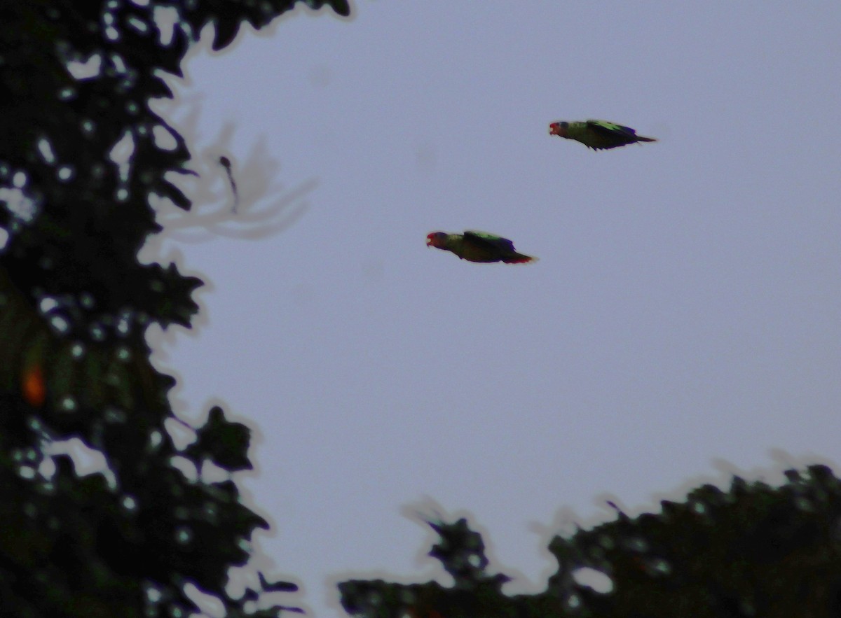 Red-tailed Amazon - ML635343116