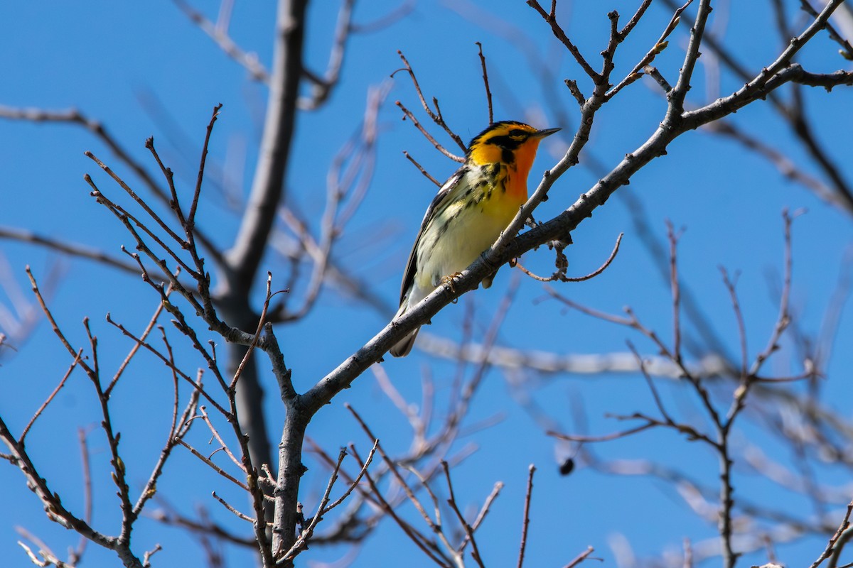 Blackburnian Warbler - ML635343129
