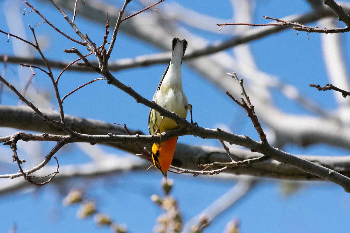 Blackburnian Warbler - ML635343130
