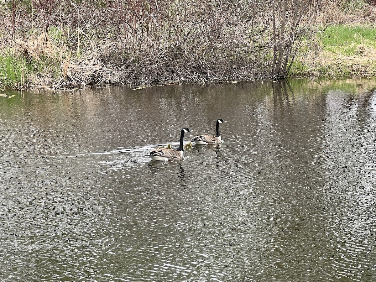 Canada Goose - ML635343163
