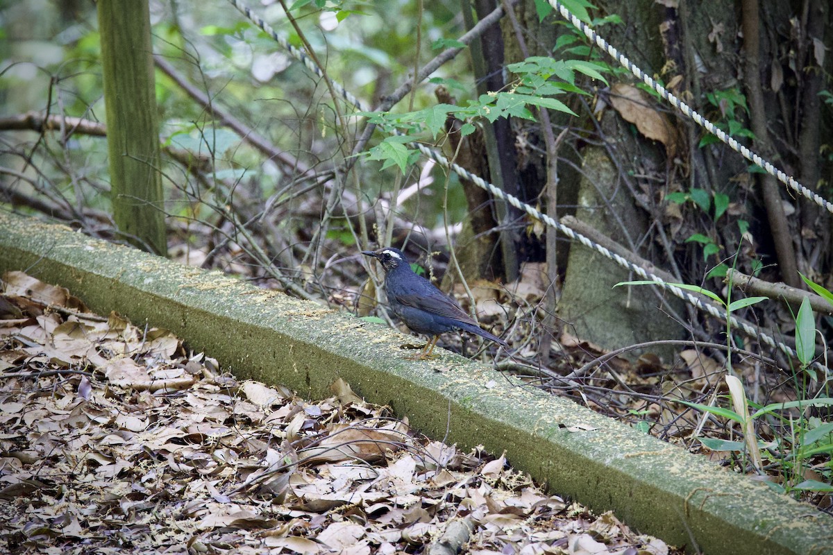 Siberian Thrush - ML635343168