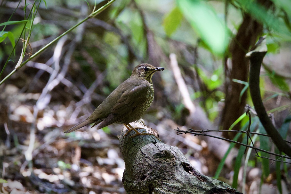 Siberian Thrush - ML635343214