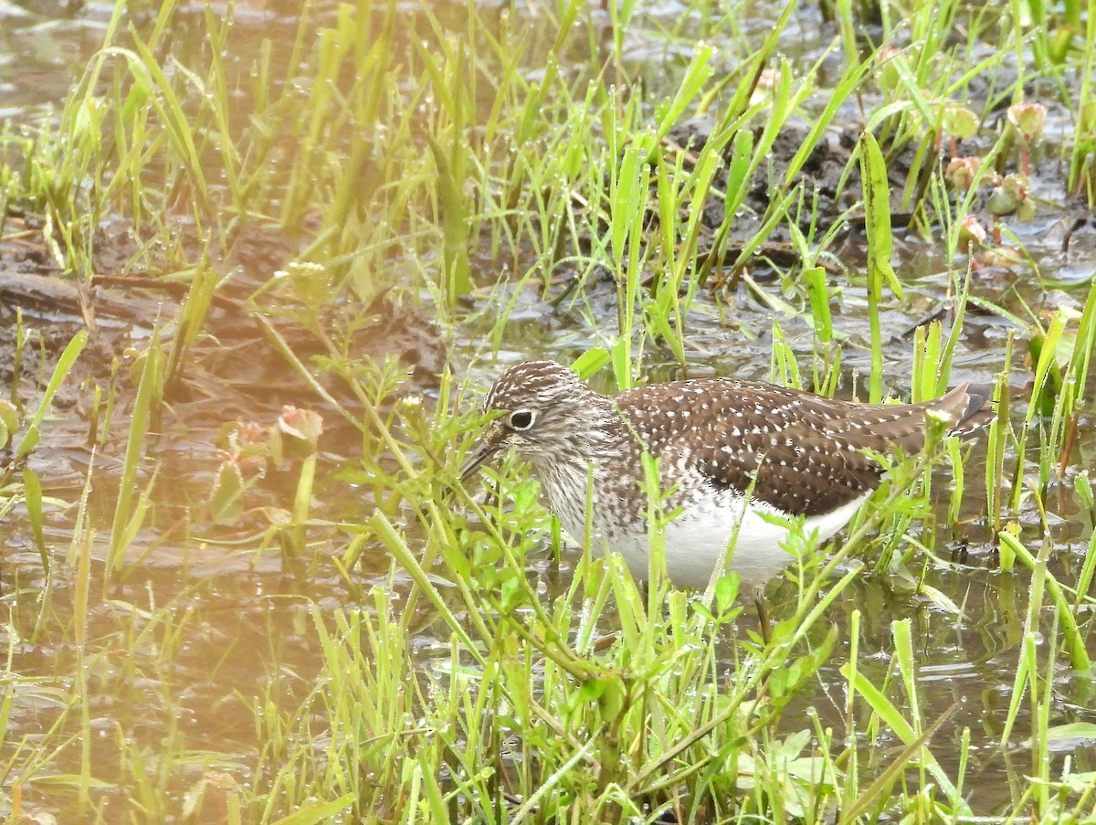 Solitary Sandpiper - ML635343219