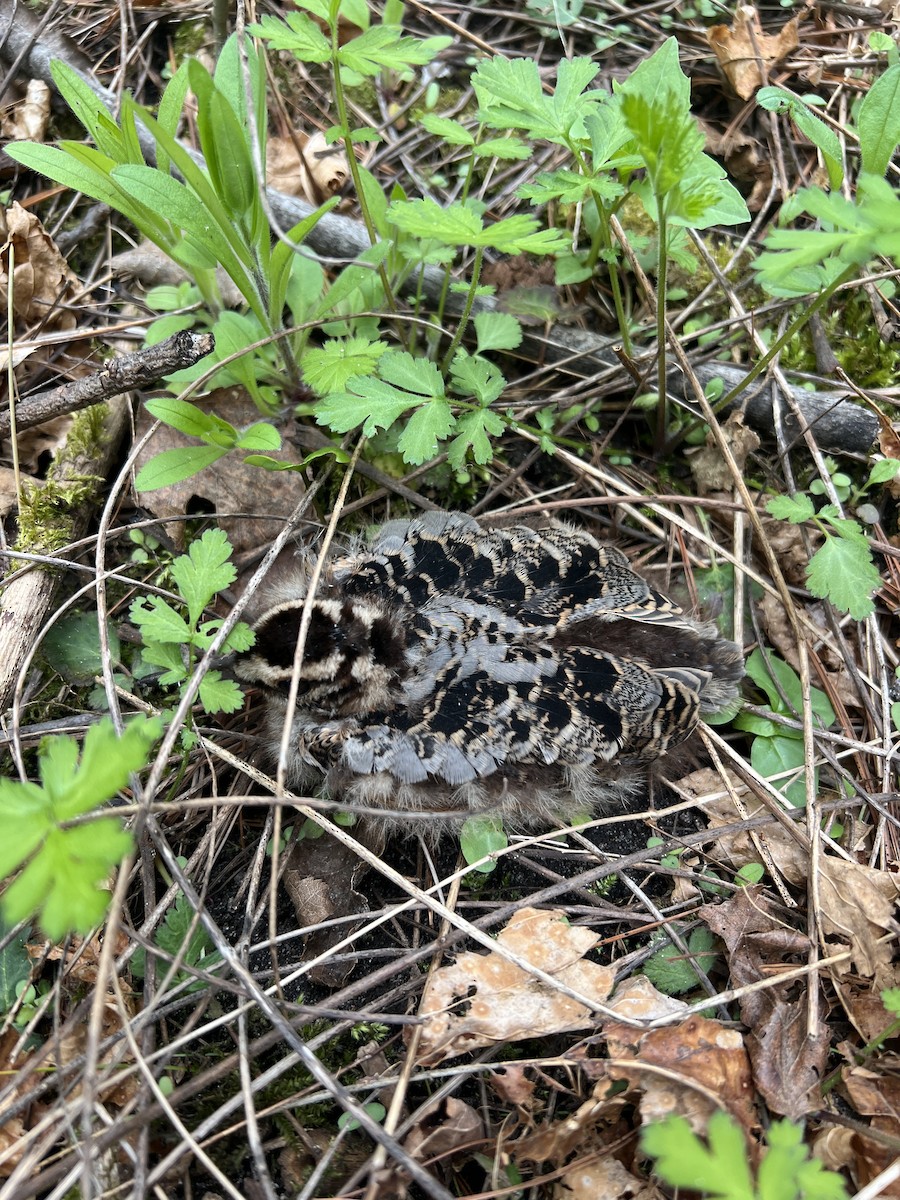 American Woodcock - ML635343257