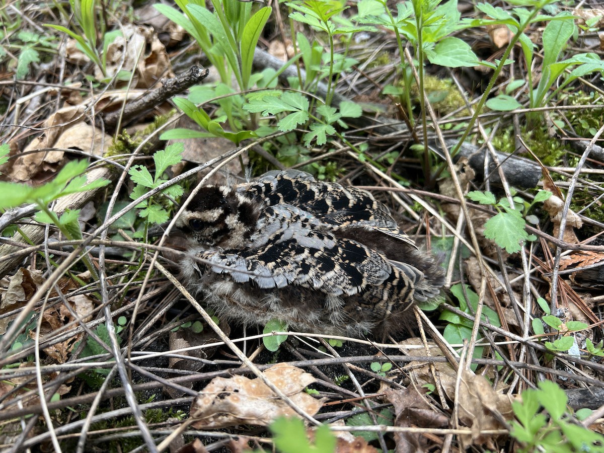 American Woodcock - ML635343258