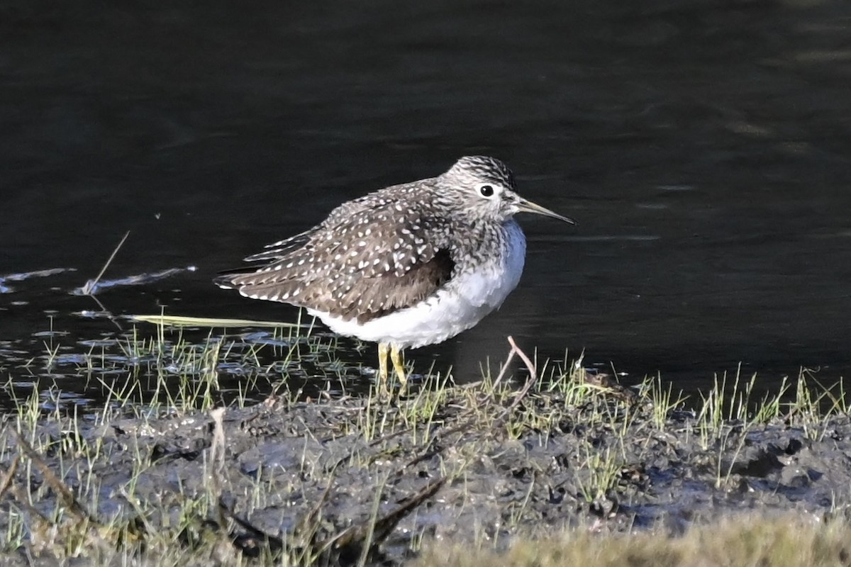 Solitary Sandpiper - ML635343276