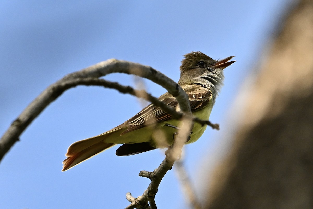Great Crested Flycatcher - ML635343302