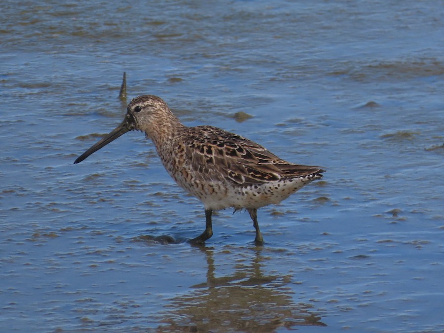 Short-billed Dowitcher - Ruth Bergstrom