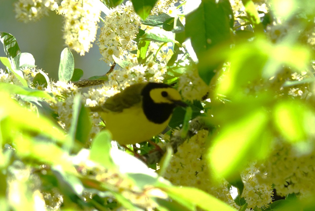 Hooded Warbler - ML635343336