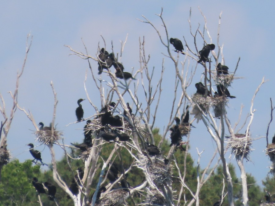 Double-crested Cormorant - Ruth Bergstrom