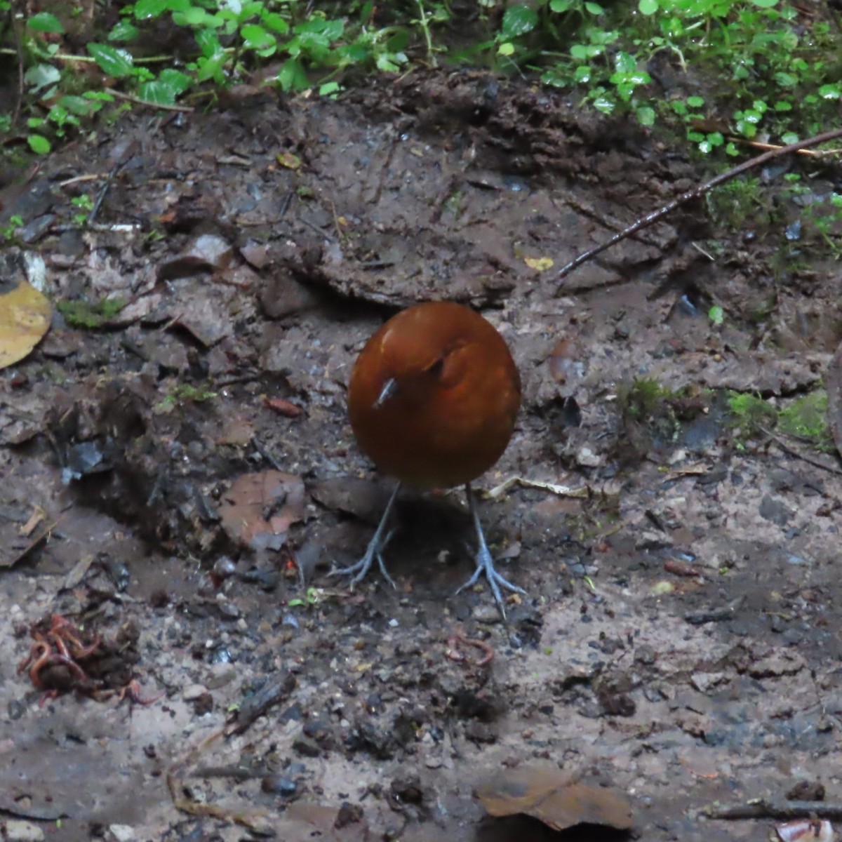 Chestnut Antpitta - ML635343349