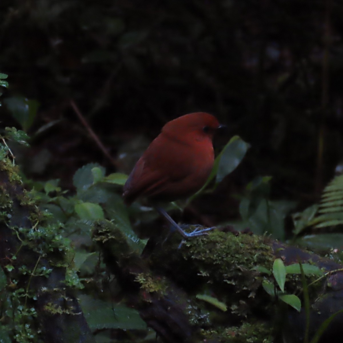 Chestnut Antpitta - ML635343350