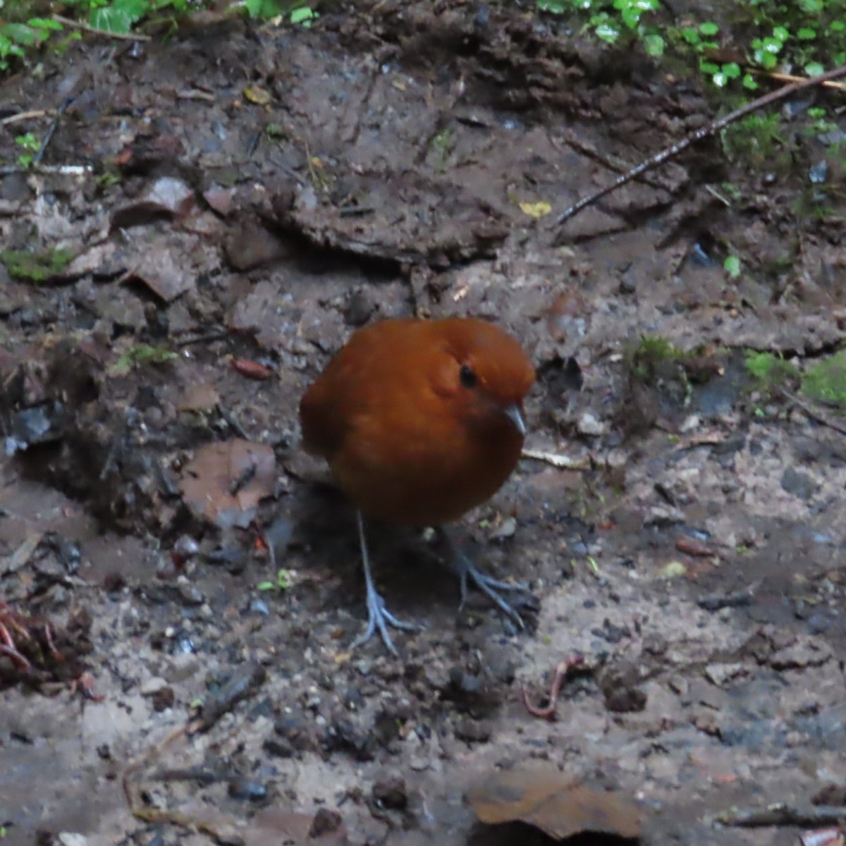 Chestnut Antpitta - ML635343351