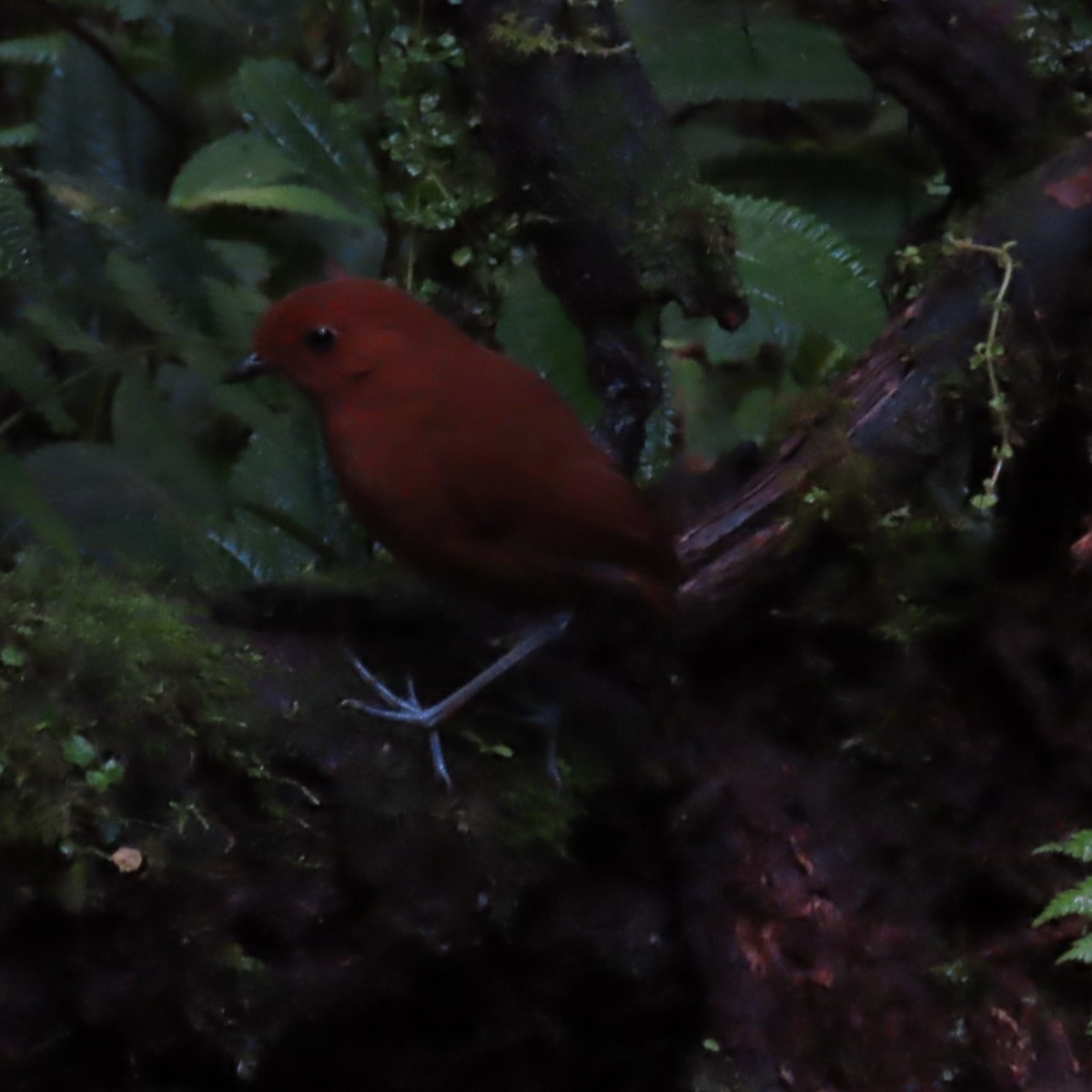 Chestnut Antpitta - ML635343353