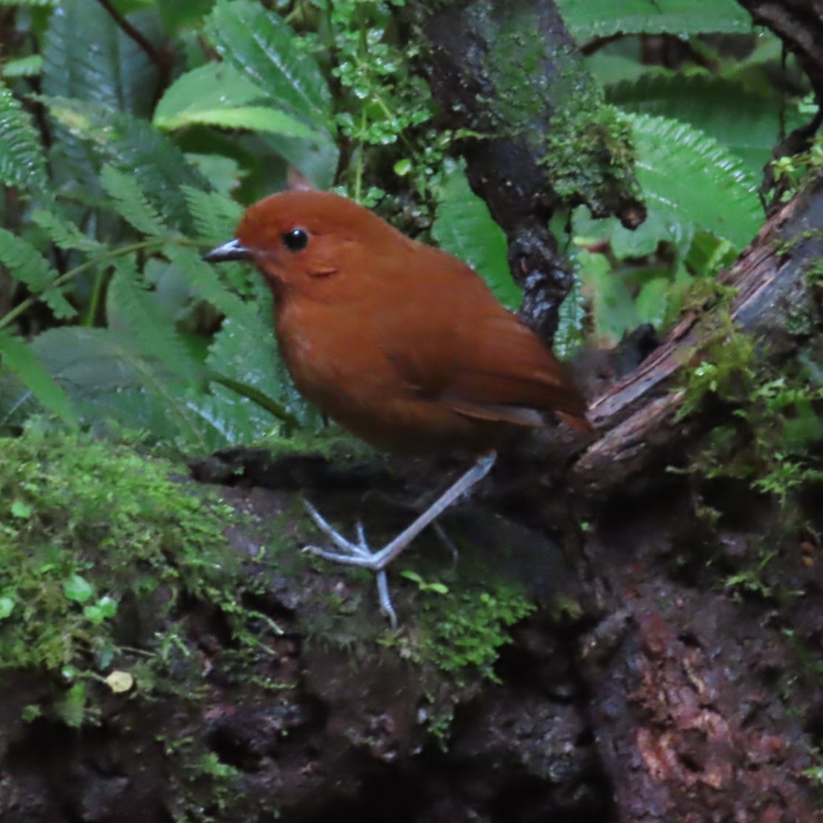 Chestnut Antpitta - ML635343354