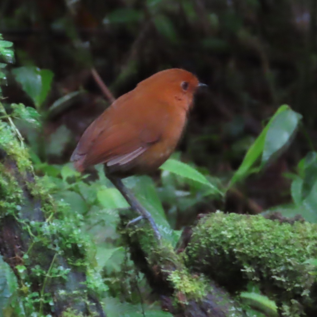 Chestnut Antpitta - ML635343356