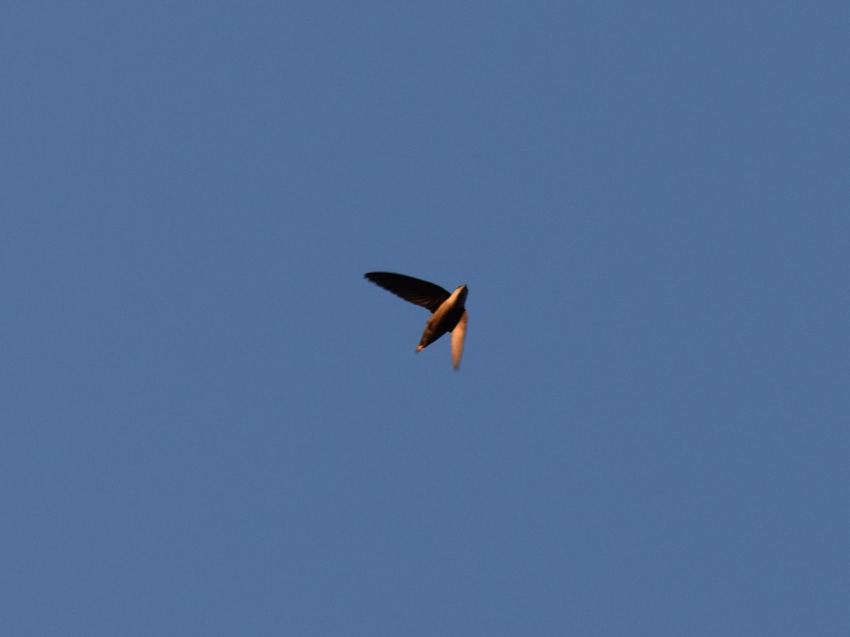 Chimney Swift - ML635343358
