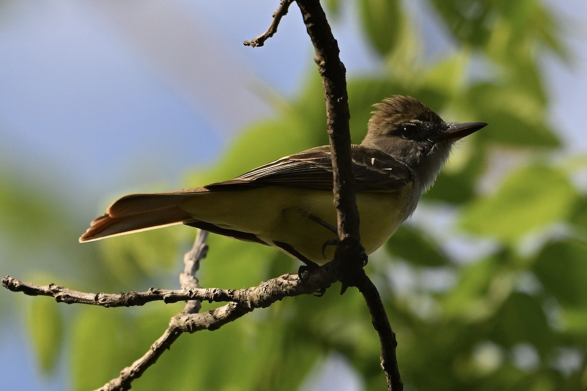 Great Crested Flycatcher - ML635343367