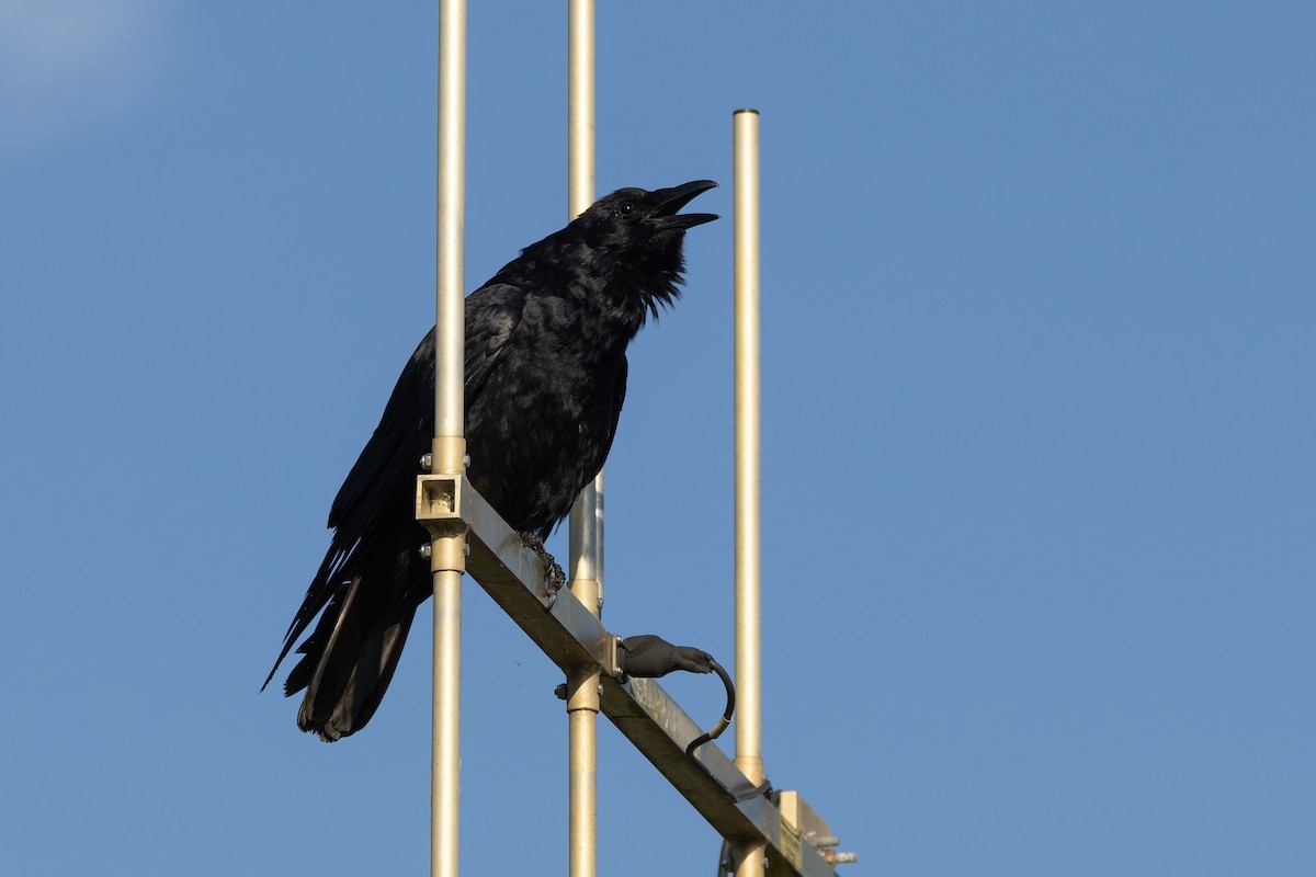 Fish Crow - ML635343388