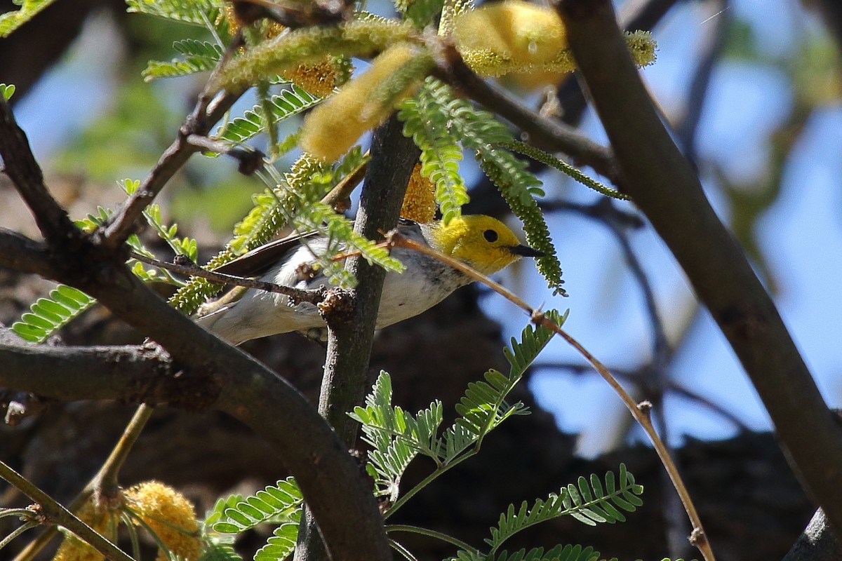 Hermit Warbler - ML635343402