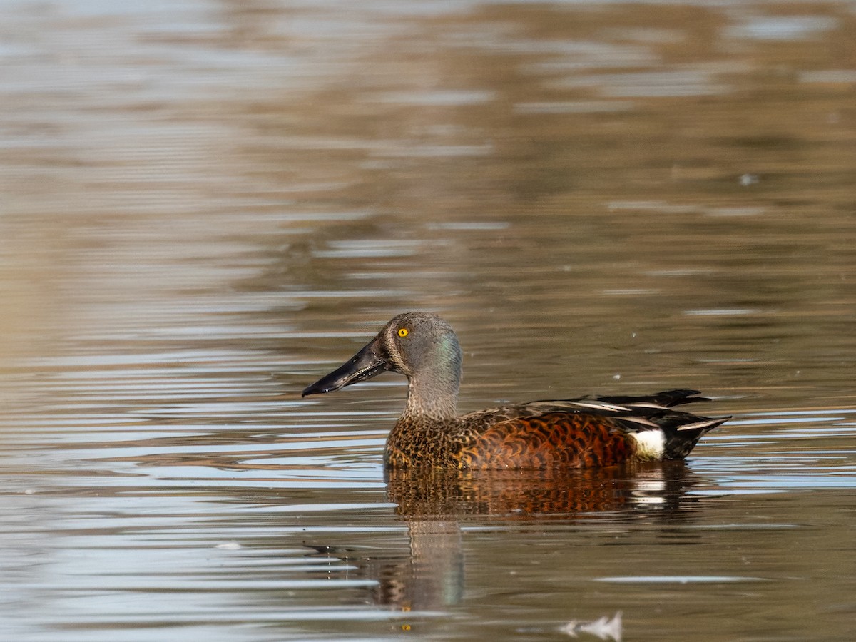 Canard bridé - ML635343408