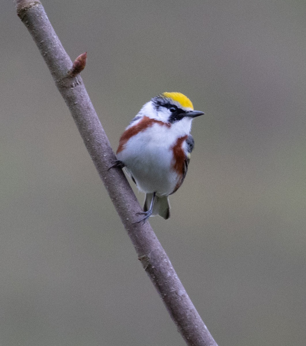Chestnut-sided Warbler - ML635343431