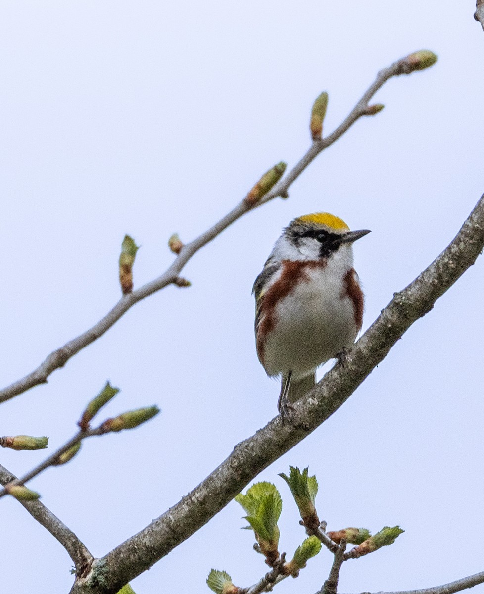 Chestnut-sided Warbler - ML635343463
