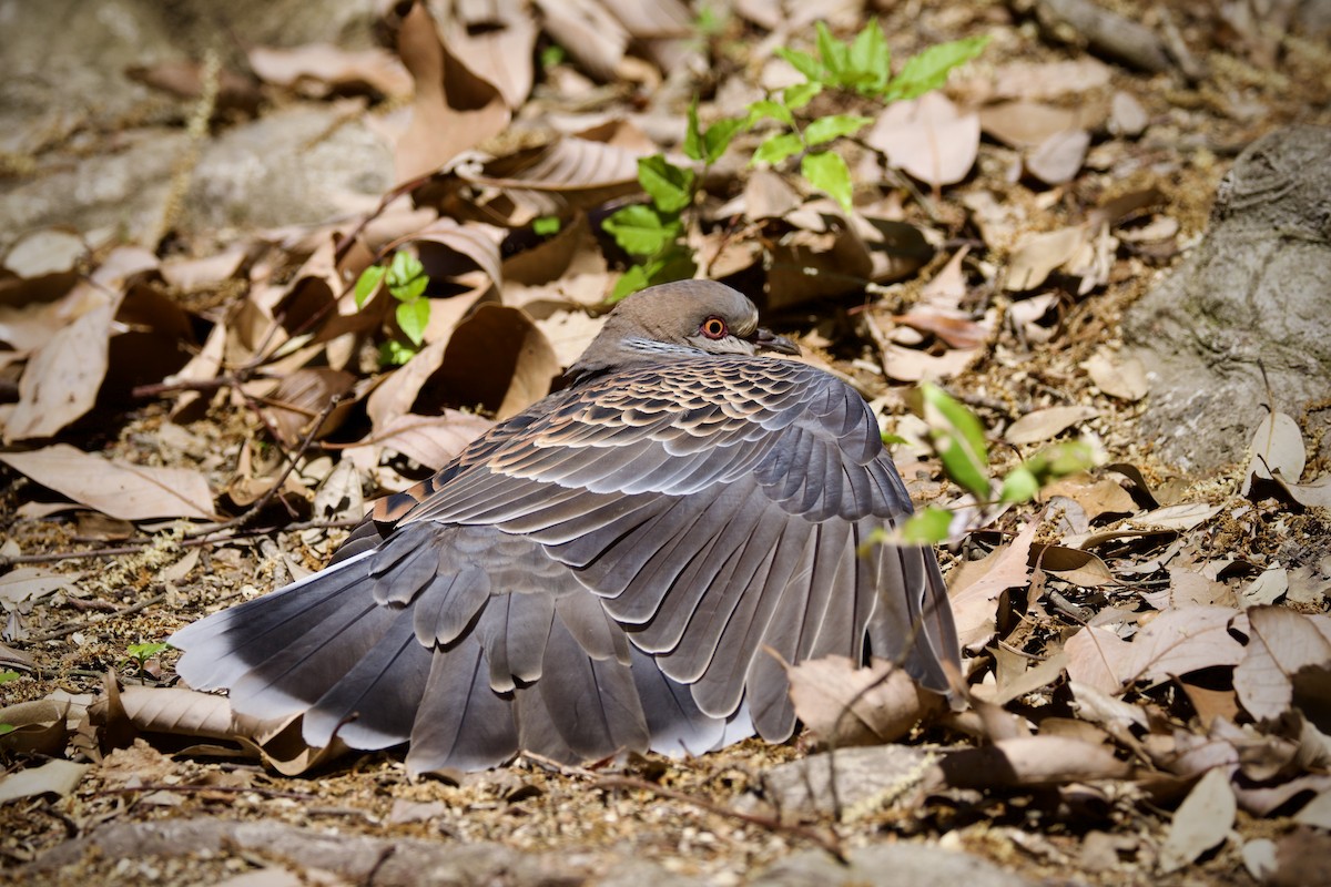 Oriental Turtle-Dove - ML635343468