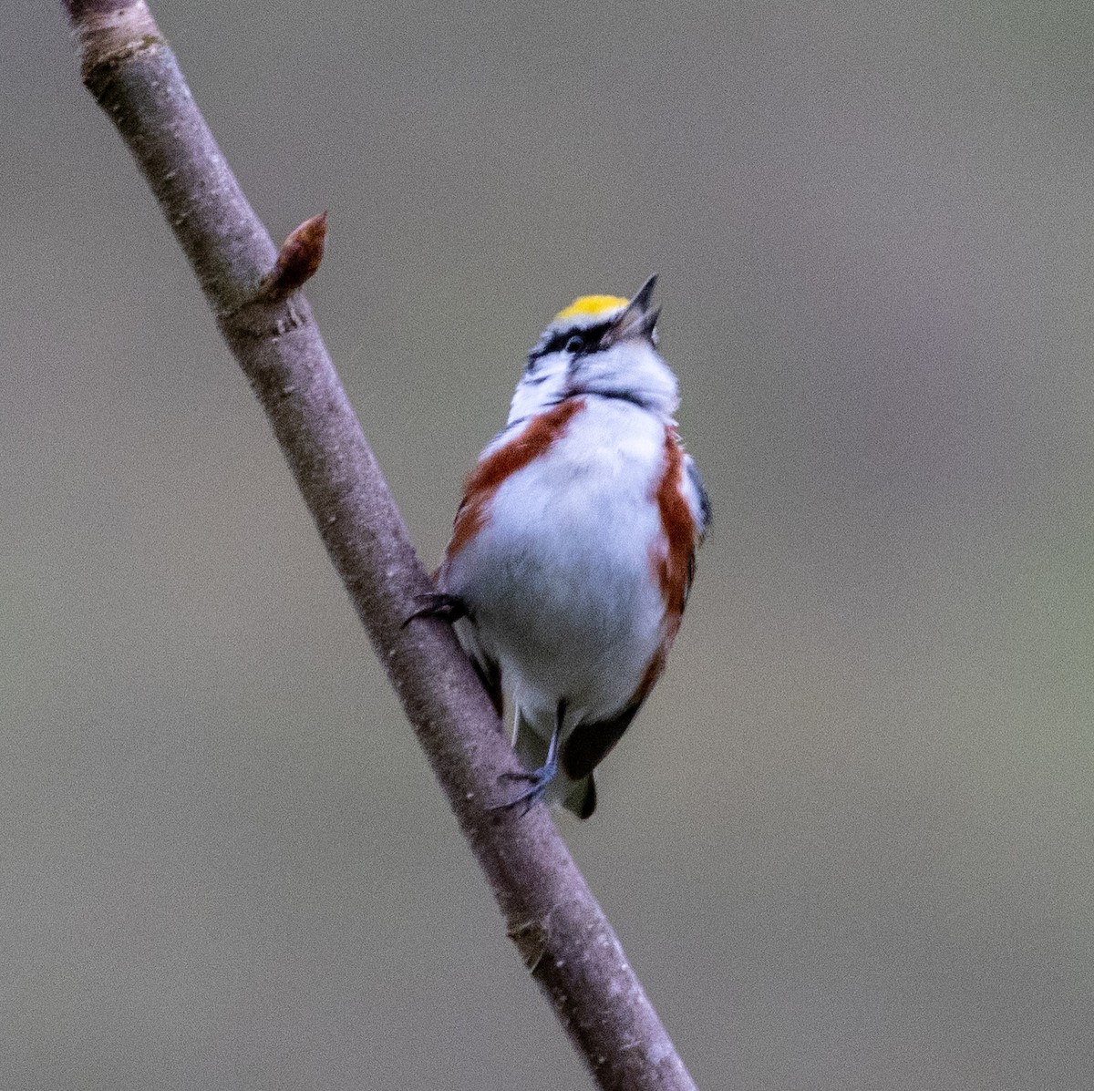 Chestnut-sided Warbler - ML635343484