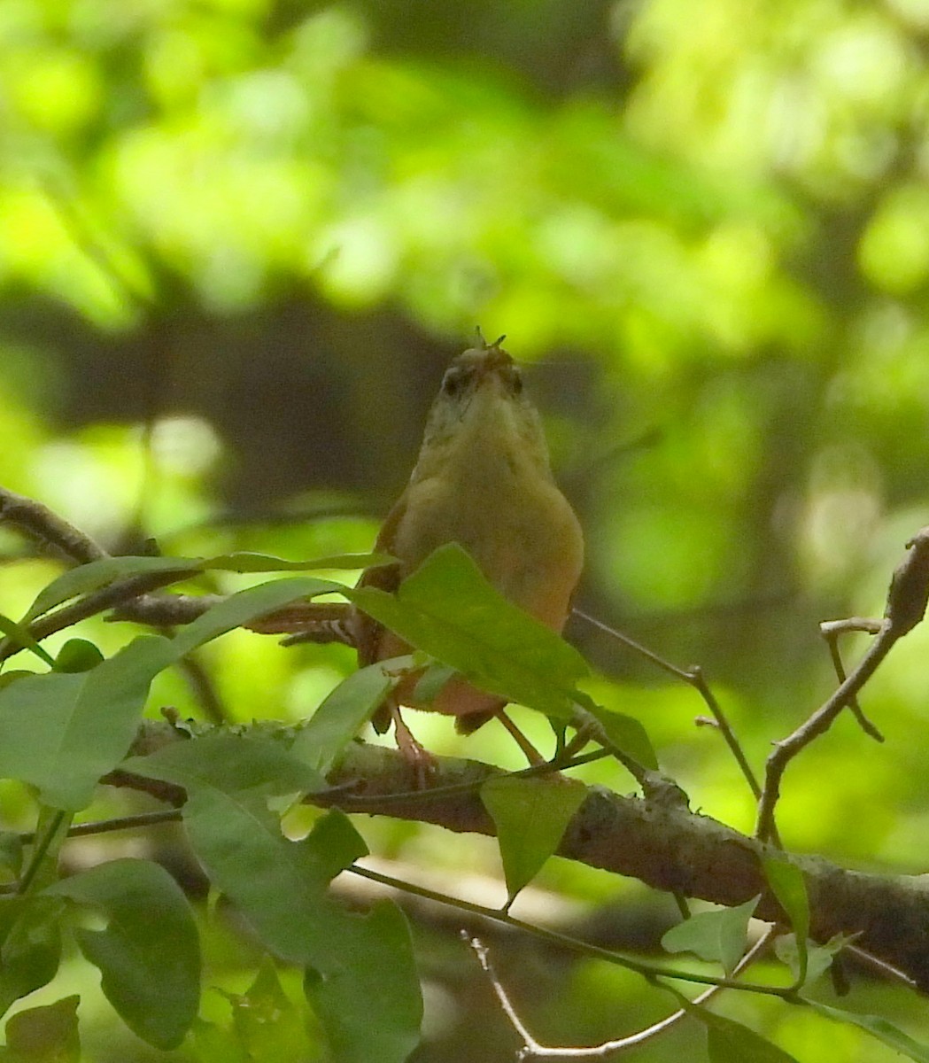 Carolina Wren - ML635343493
