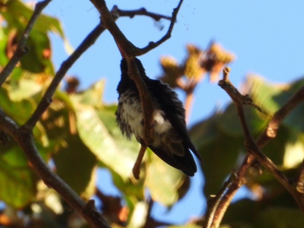 Snowy-bellied Hummingbird - ML635343503