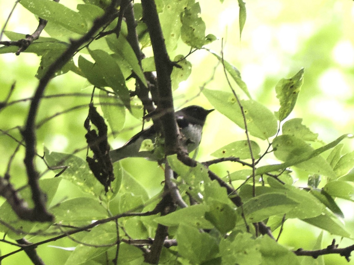 Black-throated Blue Warbler - ML635343505