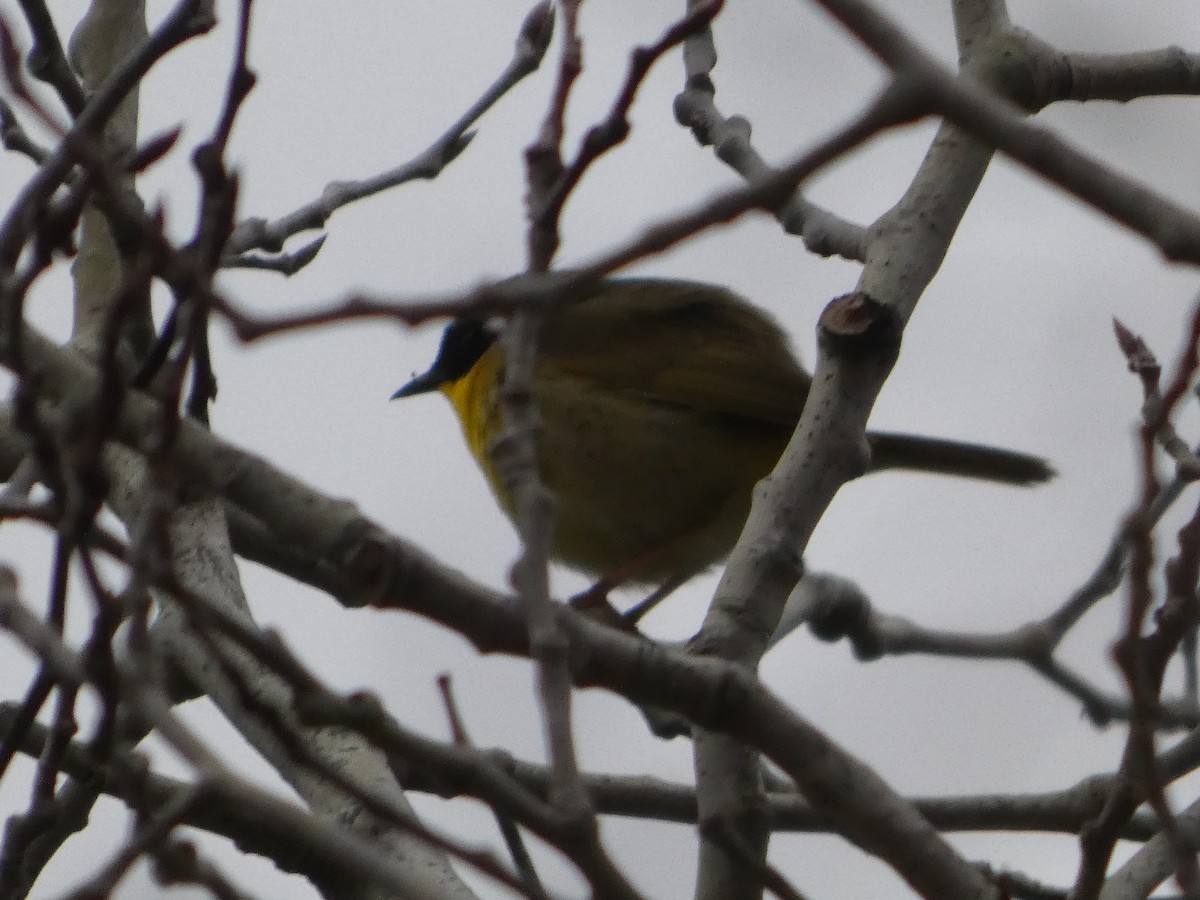 Common Yellowthroat - ML635343521