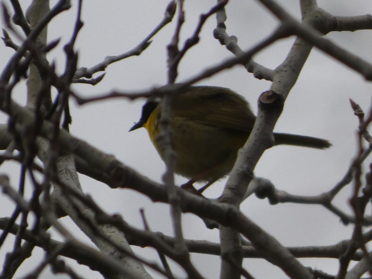 Common Yellowthroat - ML635343522