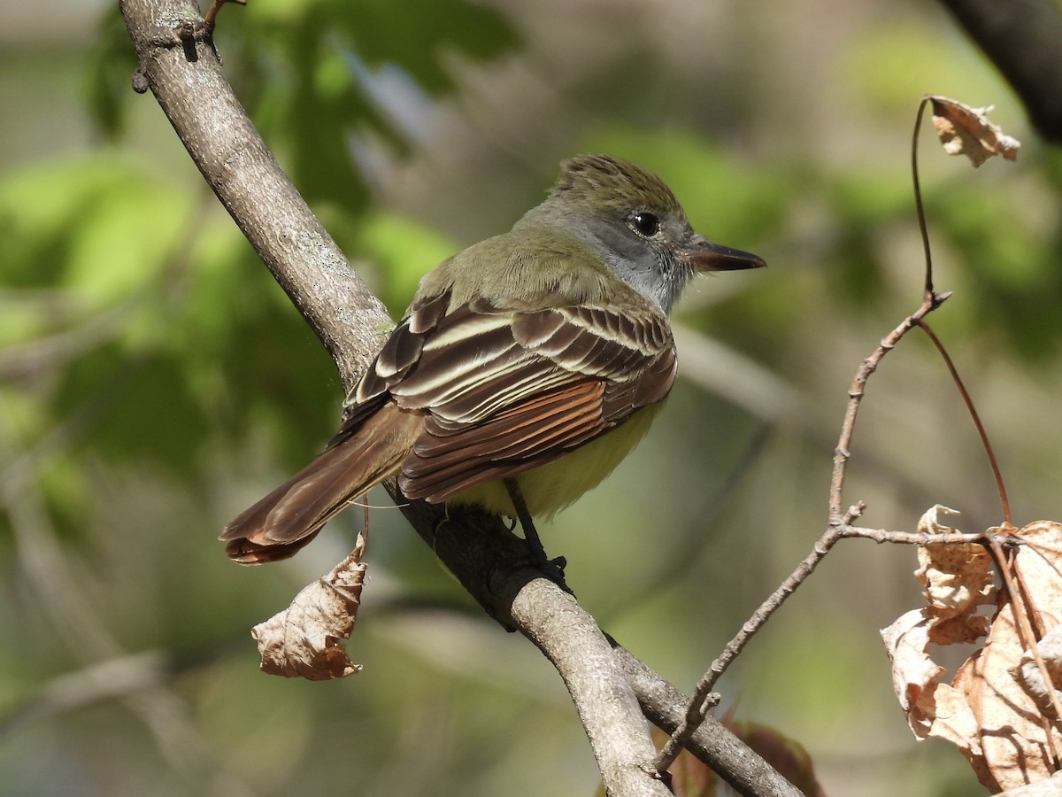 Great Crested Flycatcher - ML635343548