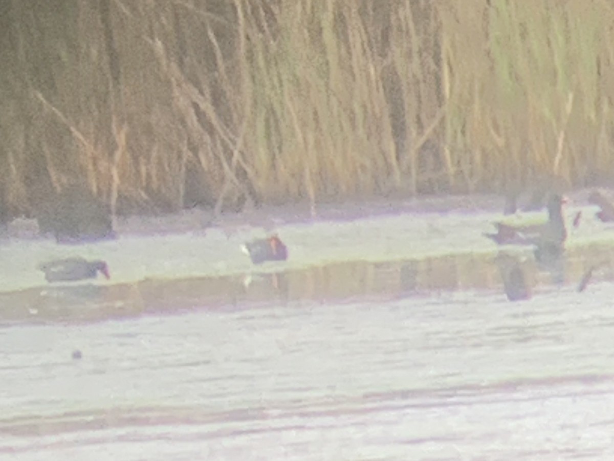 Common Gallinule - ML635343610