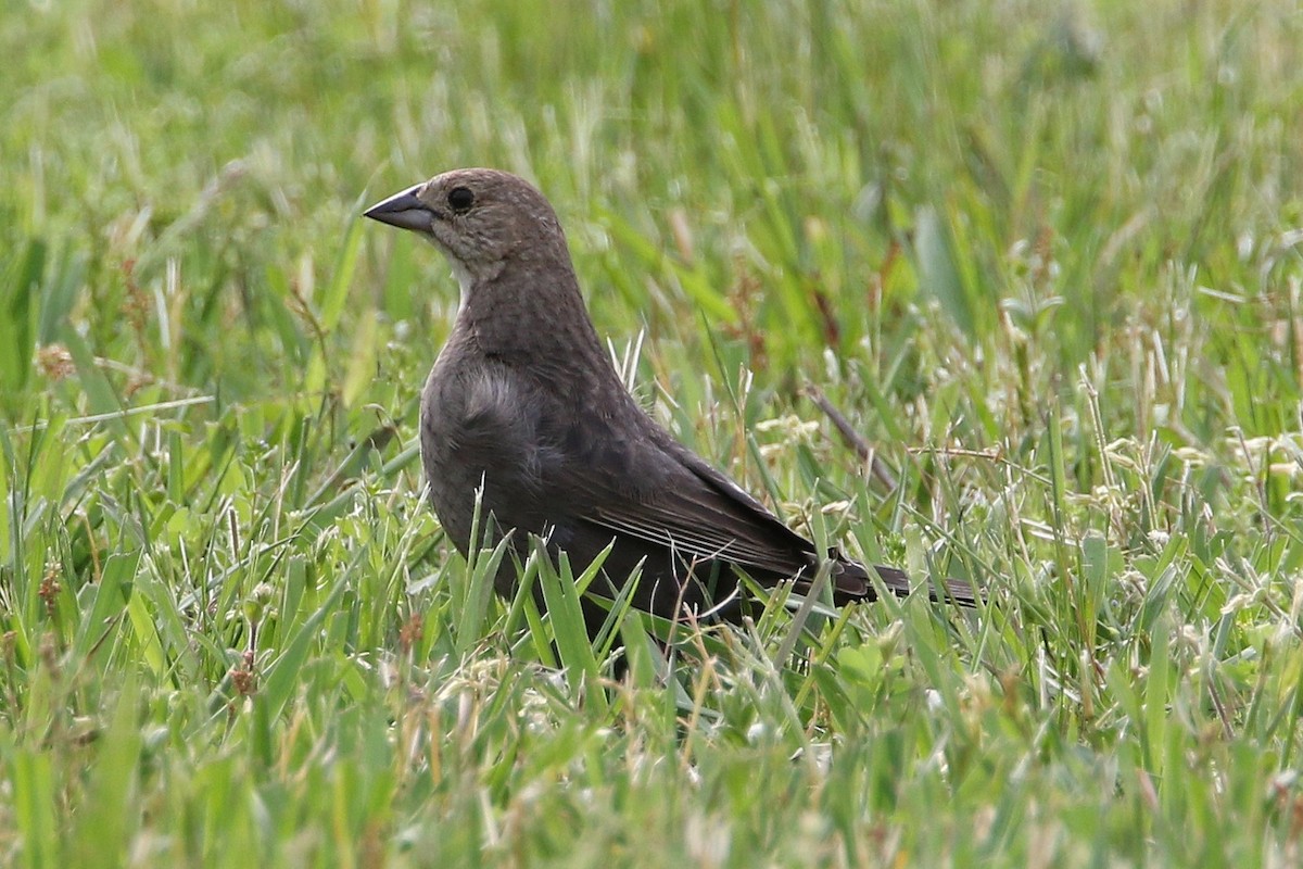 Коровий трупиал, буроголовый желтушник - ML635343634