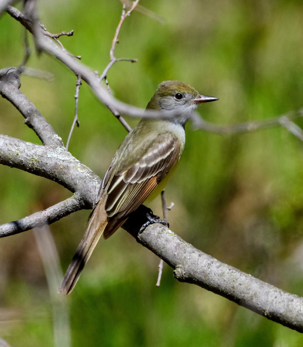 Great Crested Flycatcher - ML635343635