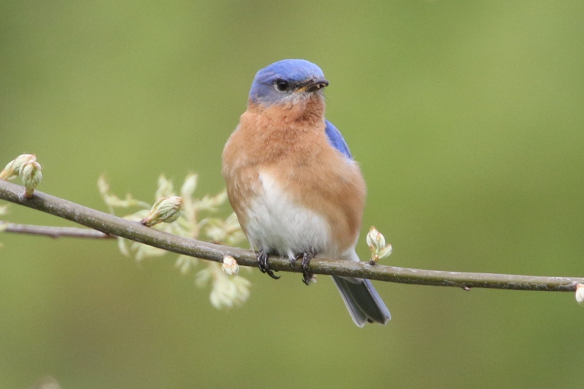 Eastern Bluebird - ML635343651