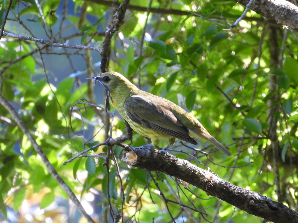 Araponga tricaronculé - ML635343675