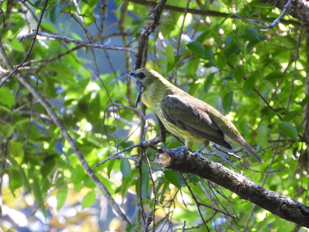 Araponga tricaronculé - ML635343676