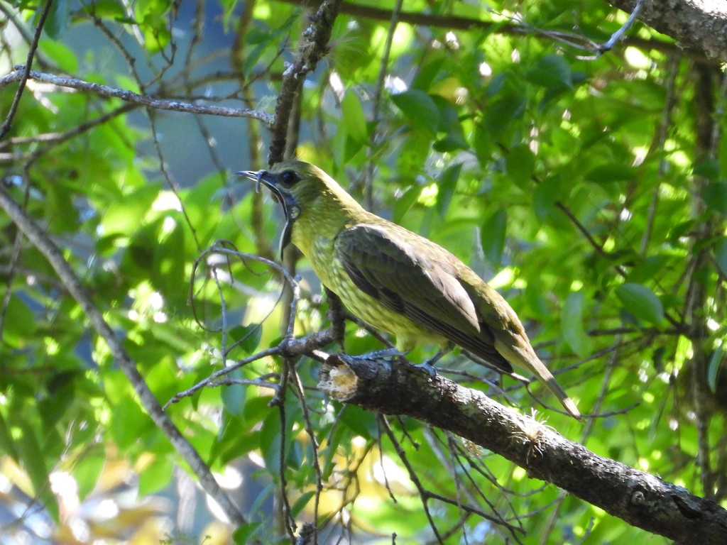 Araponga tricaronculé - ML635343677
