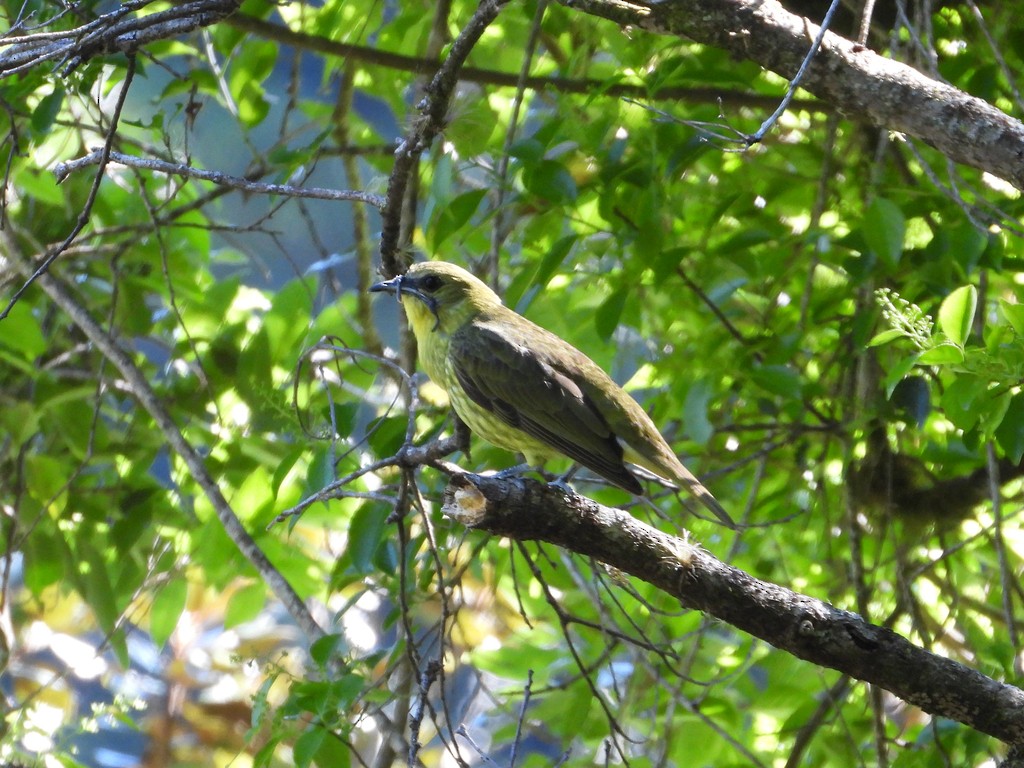 Araponga tricaronculé - ML635343678