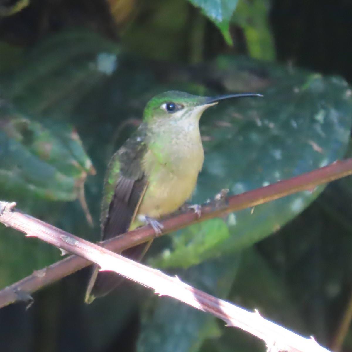 Fawn-breasted Brilliant - ML635343708
