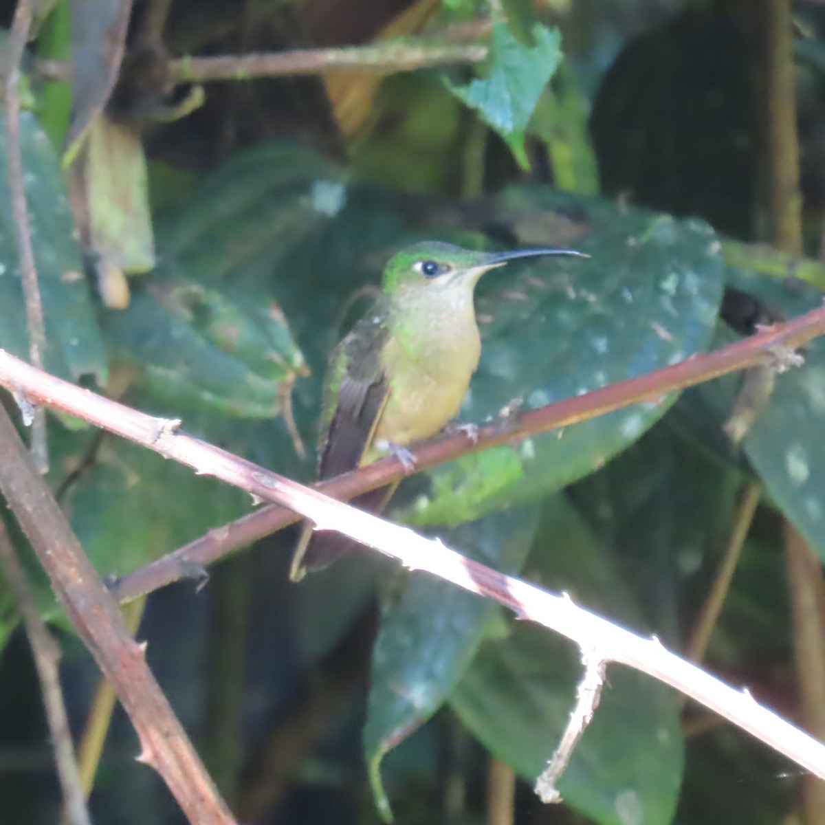 Fawn-breasted Brilliant - ML635343709