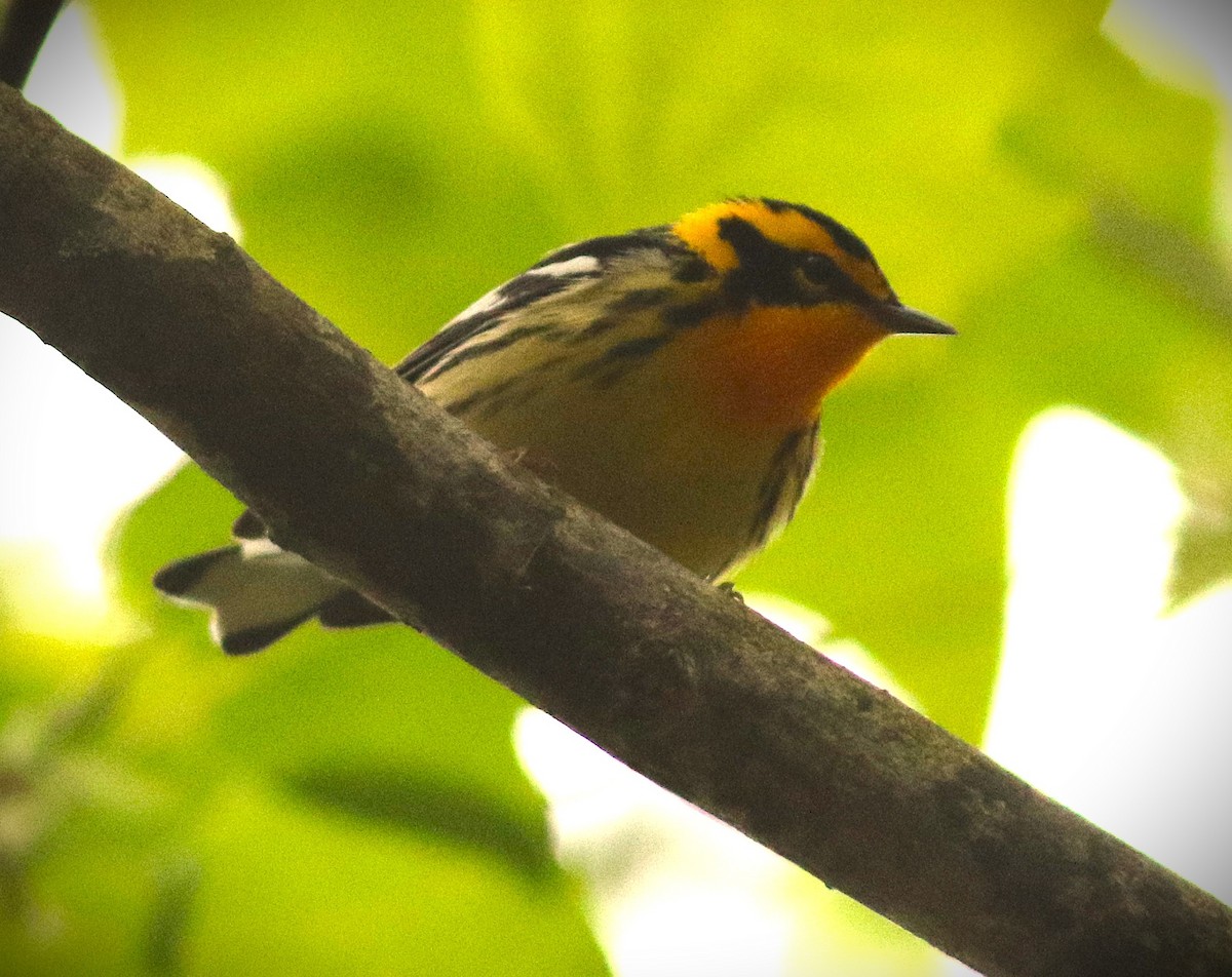 Blackburnian Warbler - ML635343753