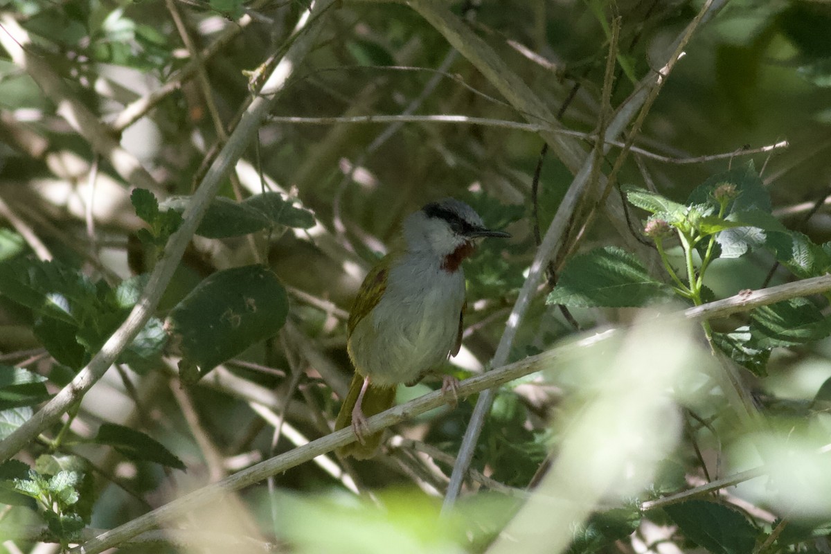Gray-capped Warbler - ML635343766