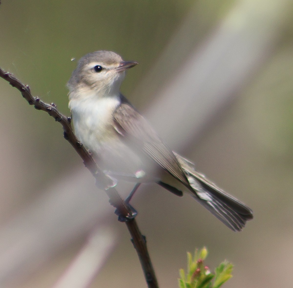 Sängervireo - ML635343806