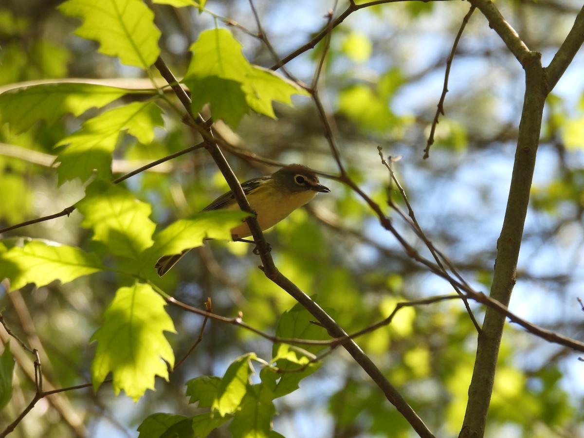 Blue-headed Vireo - ML635343811